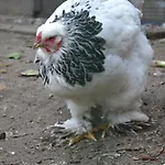 Wildwestruurlo * Ruurlo