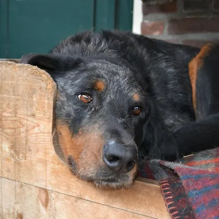 Hébergement de vacances Wildwestruurlo Ruurlo