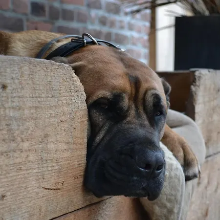 Wildwestruurlo * ルールロー