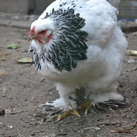 Wildwestruurlo * Ruurlo