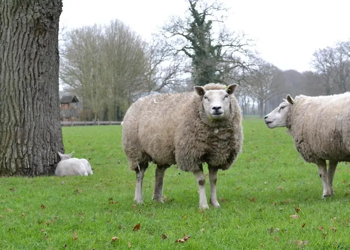 Wildwestruurlo Ruurlo