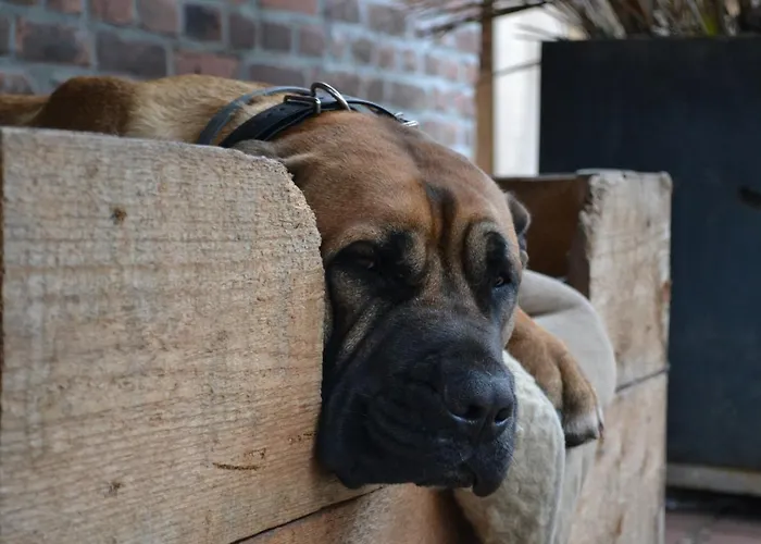 Wildwestruurlo * 鲁乌罗