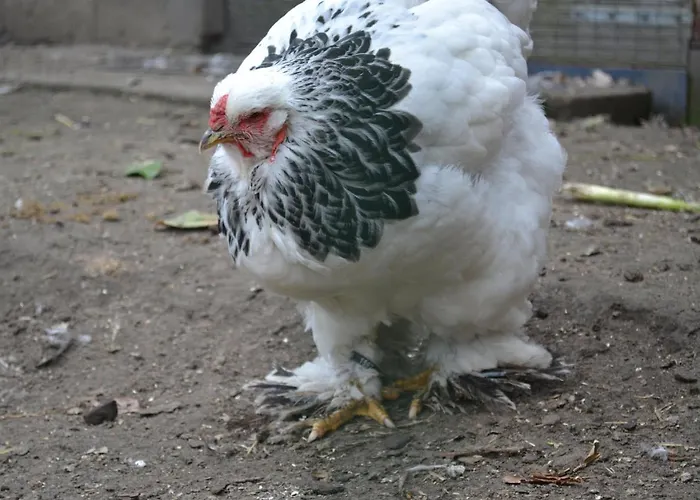 Wildwestruurlo * 鲁乌罗